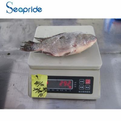 Whole round frozen black tilapia