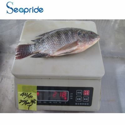 Whole round tilapia iqf