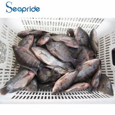 Frozen seafood in tilapia