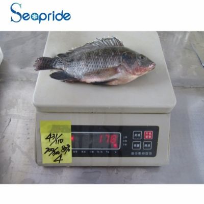 High quality black tilapia whole round