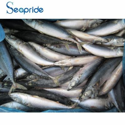 Mackerel fish suppliers