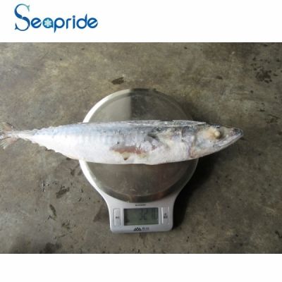 High quality frozen mackerel fish