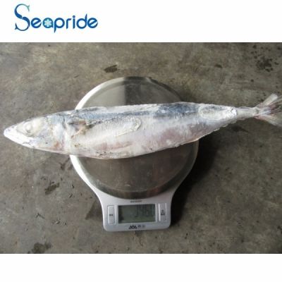 High quality whole pacific mackerel size 300-400g