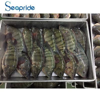 Frozen black tilapia