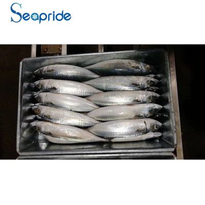 Block Mackerel Ice Fish