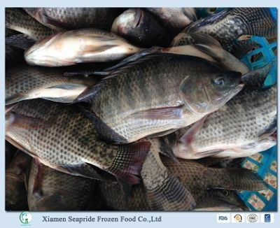 Frozen Tilapia Whole Round