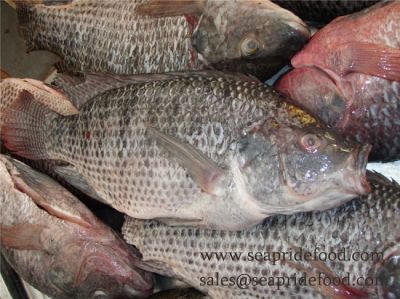 GS　TILAPIA