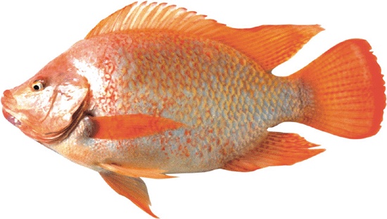 Red Tilapia WR