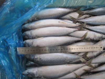 Seafrozen Mackerel