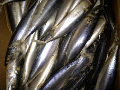 seafrozen mackerel