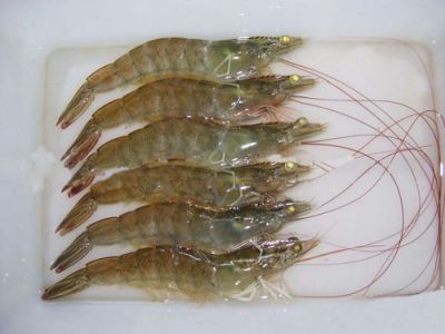 Vannamei Shrimp