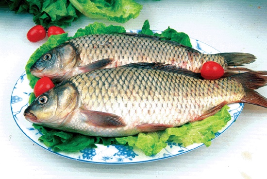 Chinese Carp