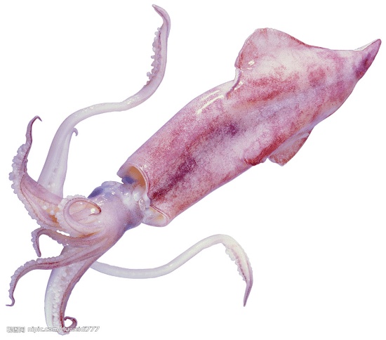 Squid